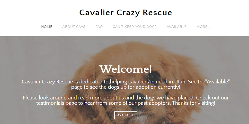 Cavalier Crazy Cavapoo Rescue