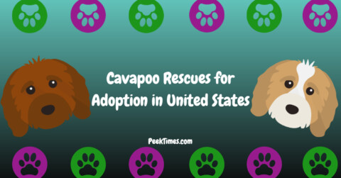 Cavapoo Rescues for Adoption