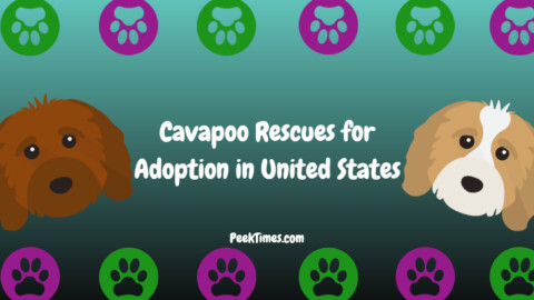 Cavapoo Rescues for Adoption