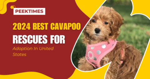 2024 Best Cavapoo Rescues for Adoption in the United States