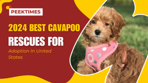 2024 Best Cavapoo Rescues for Adoption in the United States