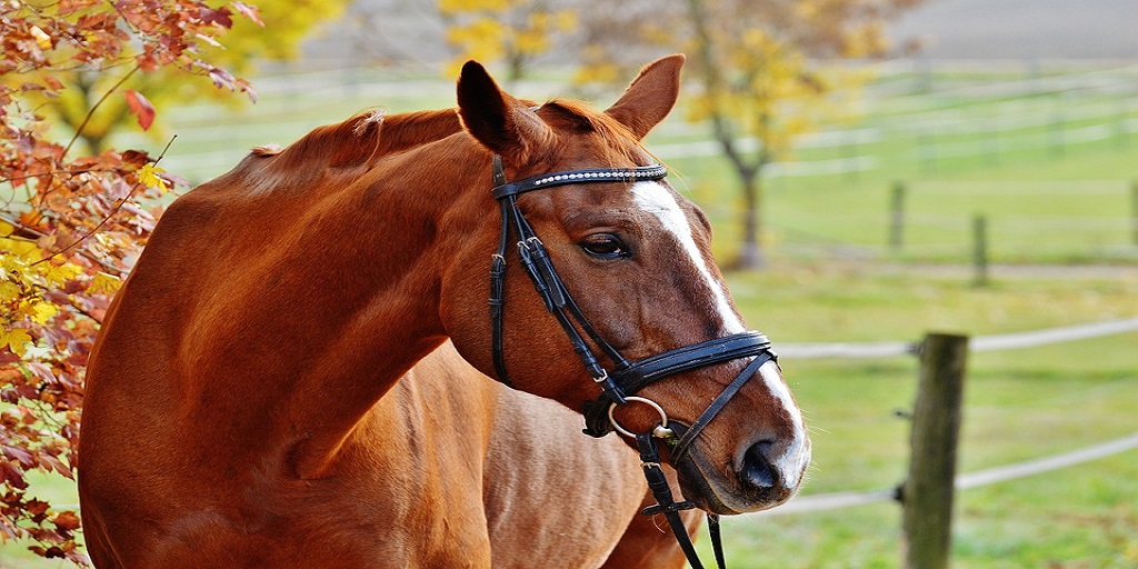 Bridle and Reins for Horse Riding