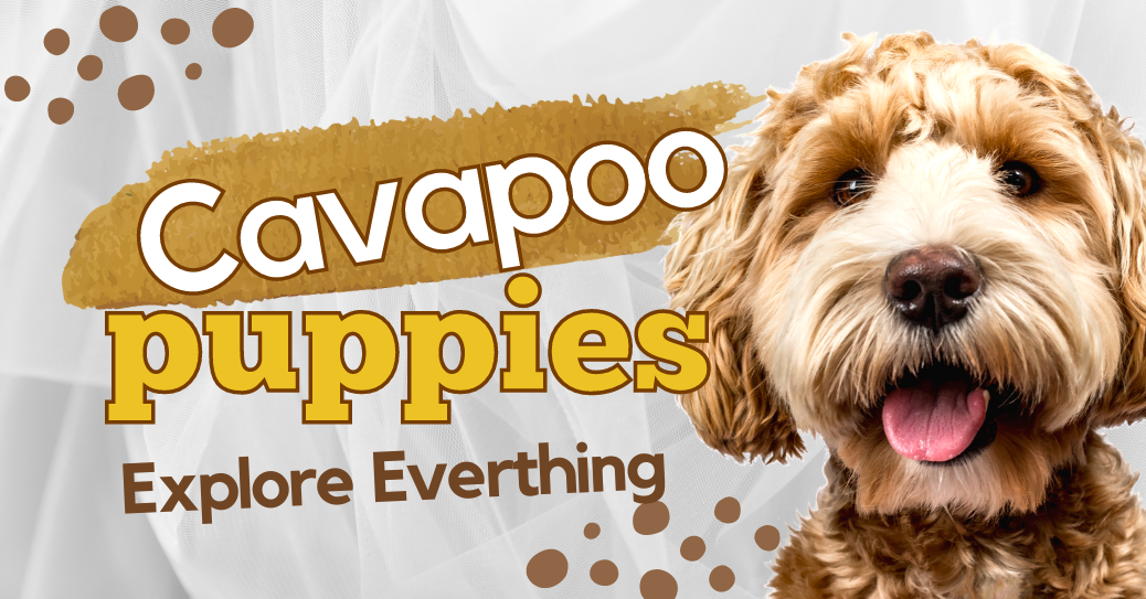 Cavapoo Puppies